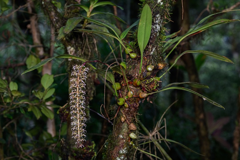 Bulbophyllum lissoglossum photo 2