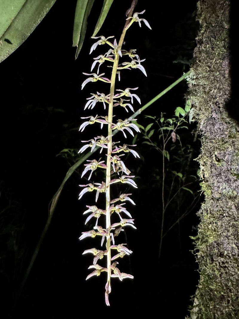 Bulbophyllum lissoglossum photo 3
