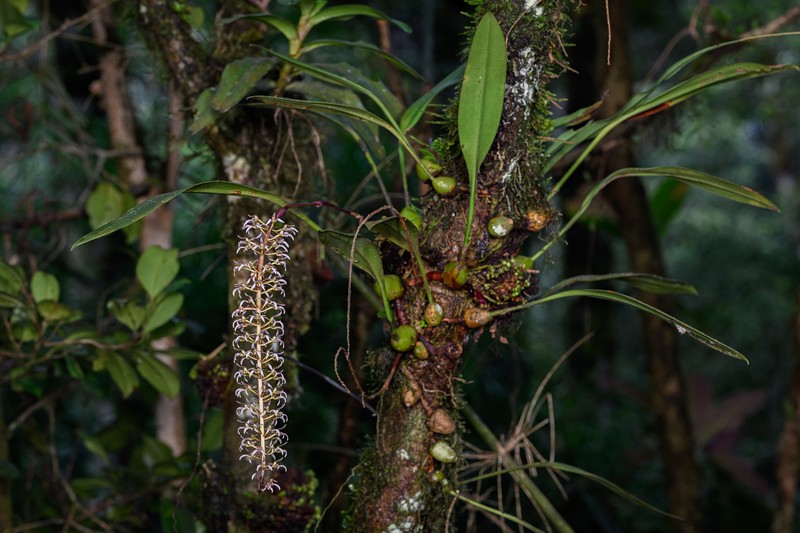 Bulbophyllum lissoglossum photo 5