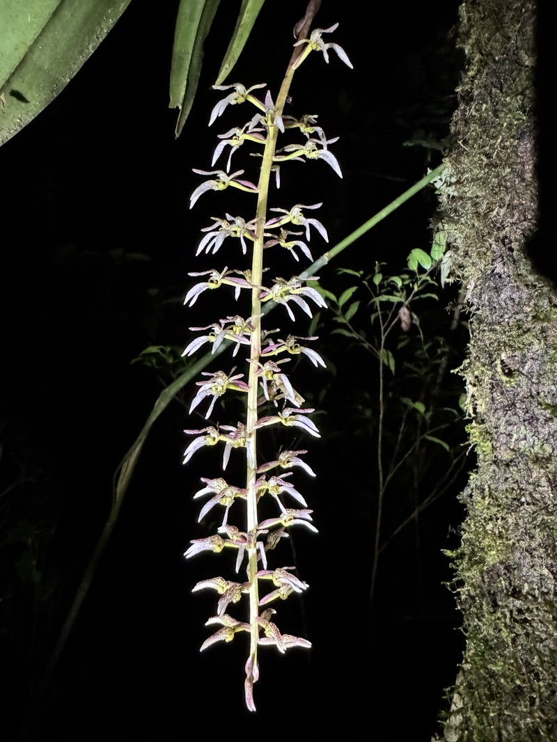 Bulbophyllum lissoglossum photo 6