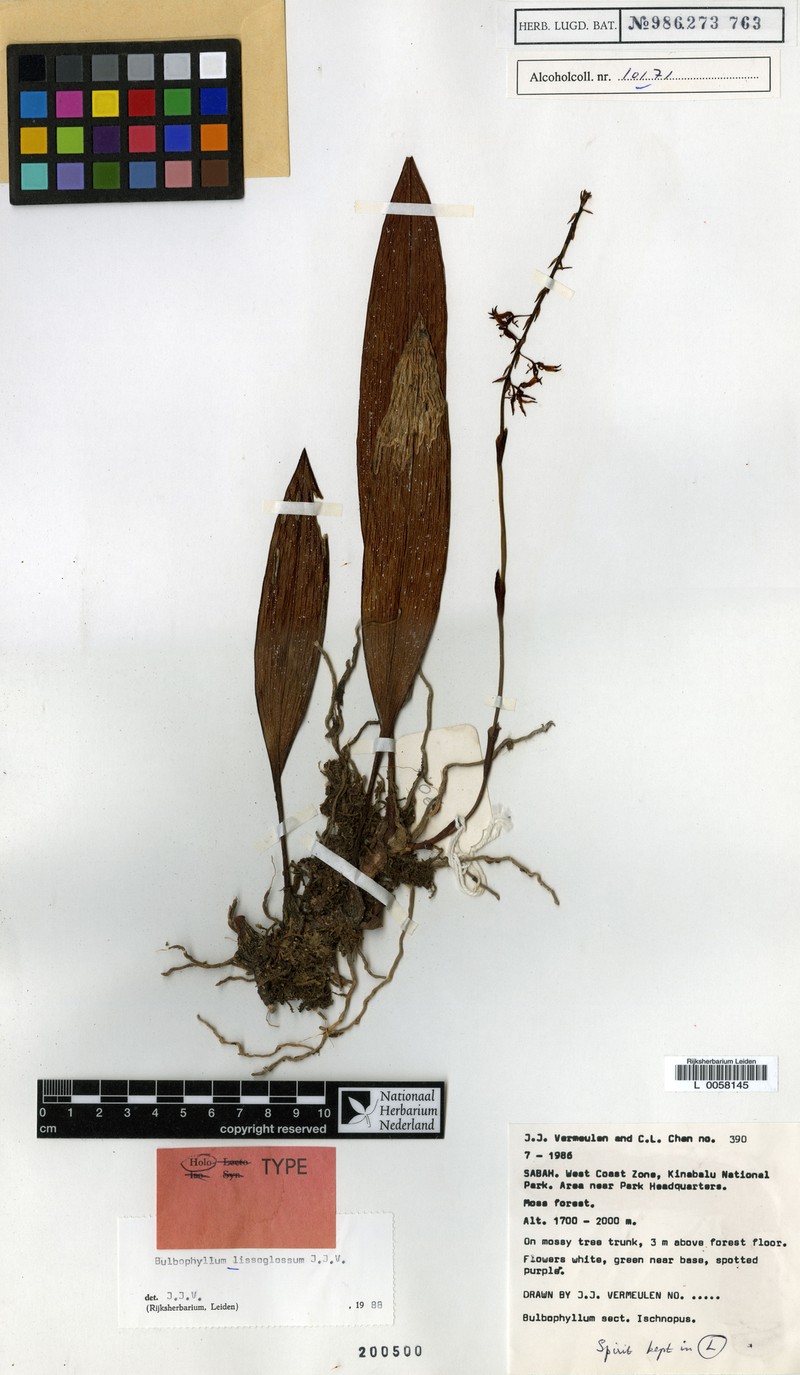 Bulbophyllum lissoglossum photo 7