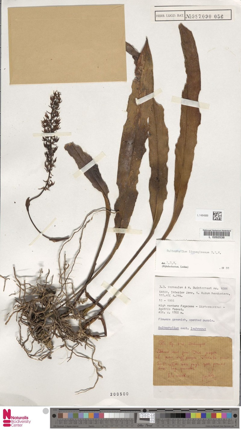 Bulbophyllum lissoglossum photo 8