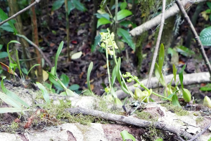 Bulbophyllum lizae