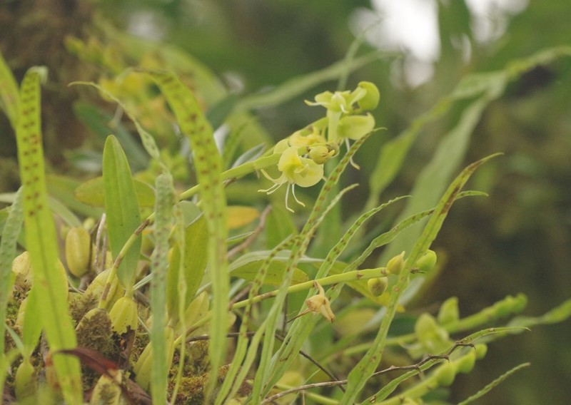 Bulbophyllum lizae photo 2
