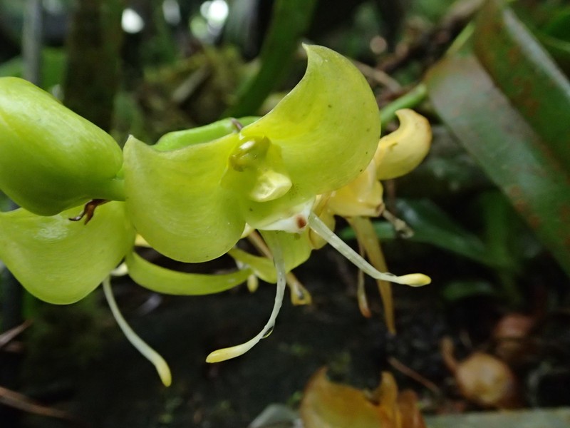 Bulbophyllum lizae photo 3