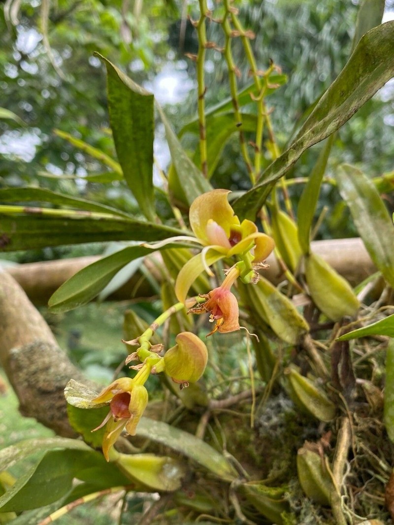 Bulbophyllum lizae photo 5