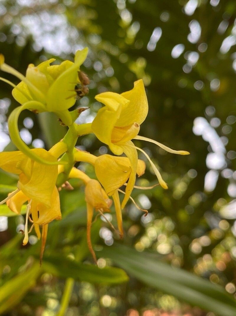 Bulbophyllum lizae photo 6