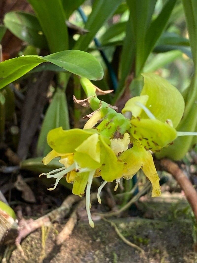 Bulbophyllum lizae photo 7