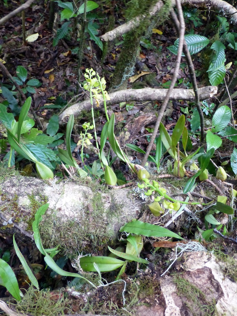 Bulbophyllum lizae photo 8