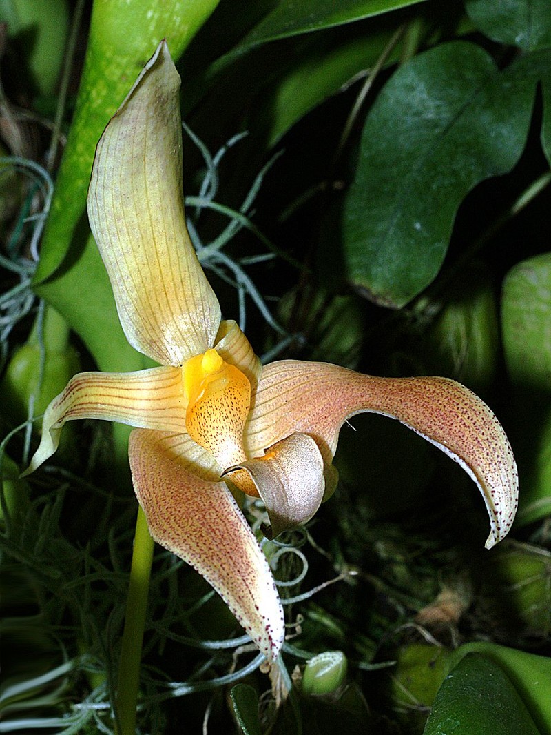 Bulbophyllum lobbii