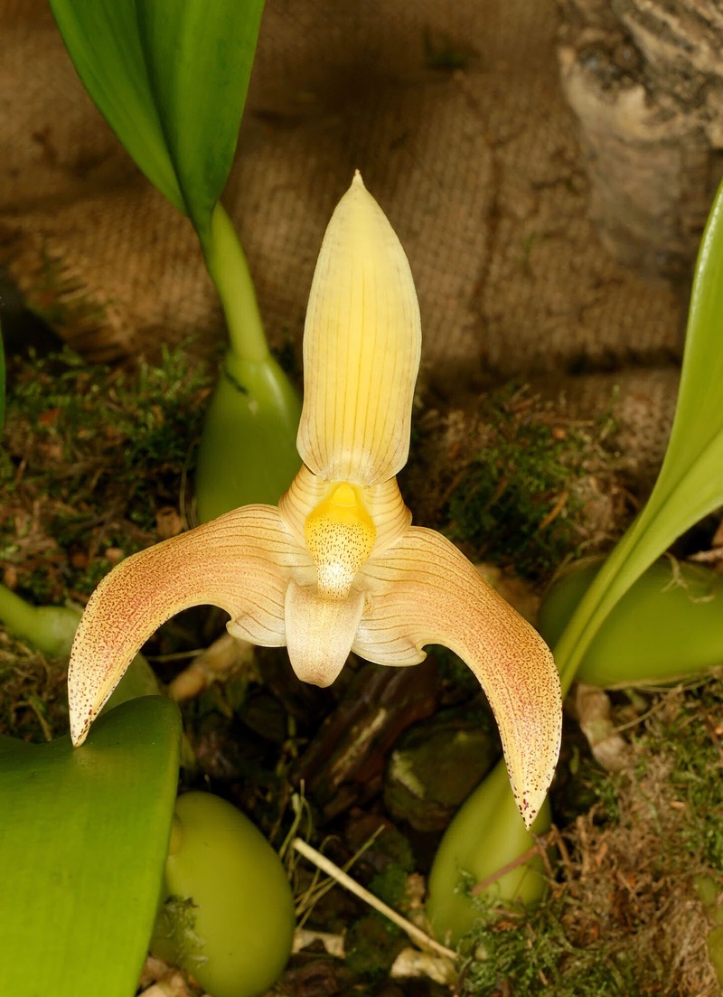 Bulbophyllum lobbii photo 2