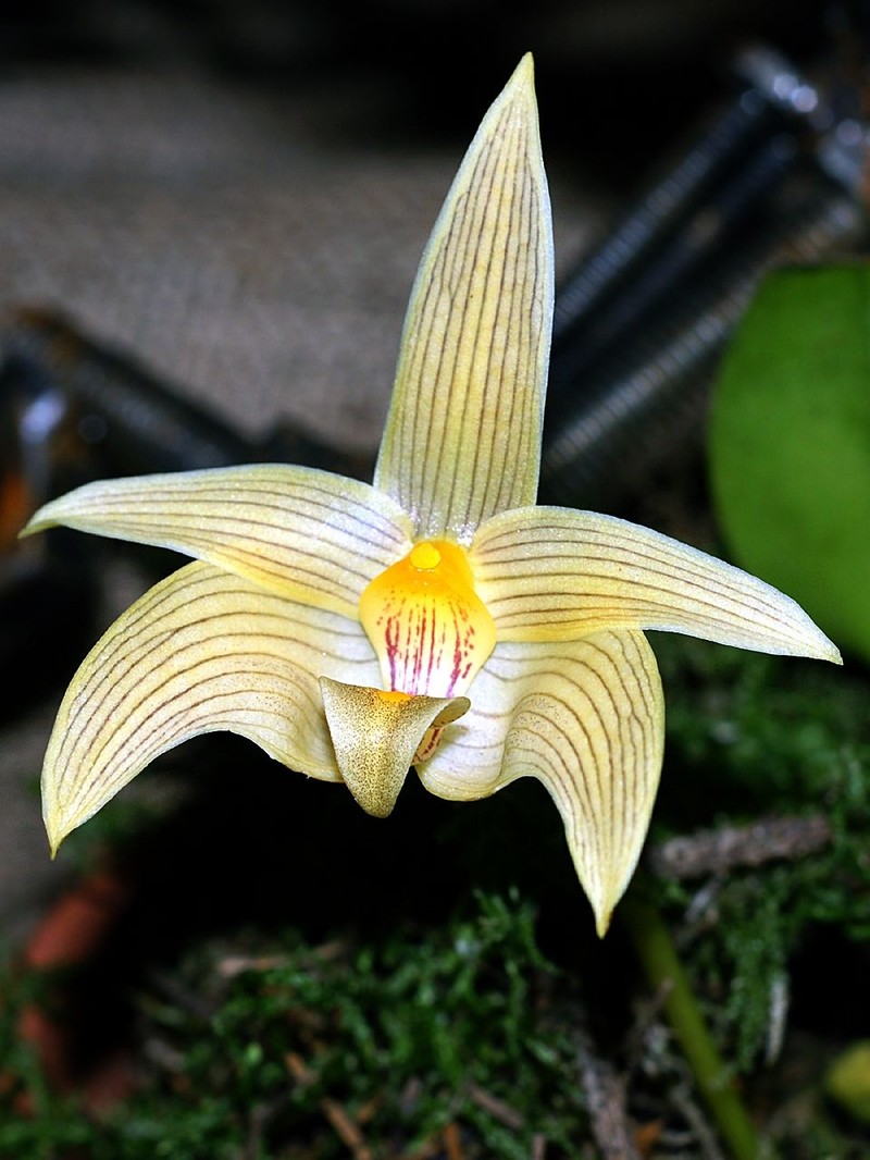 Bulbophyllum lobbii photo 3