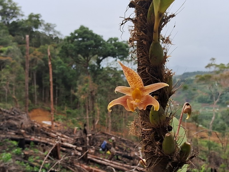 Bulbophyllum lobbii photo 4