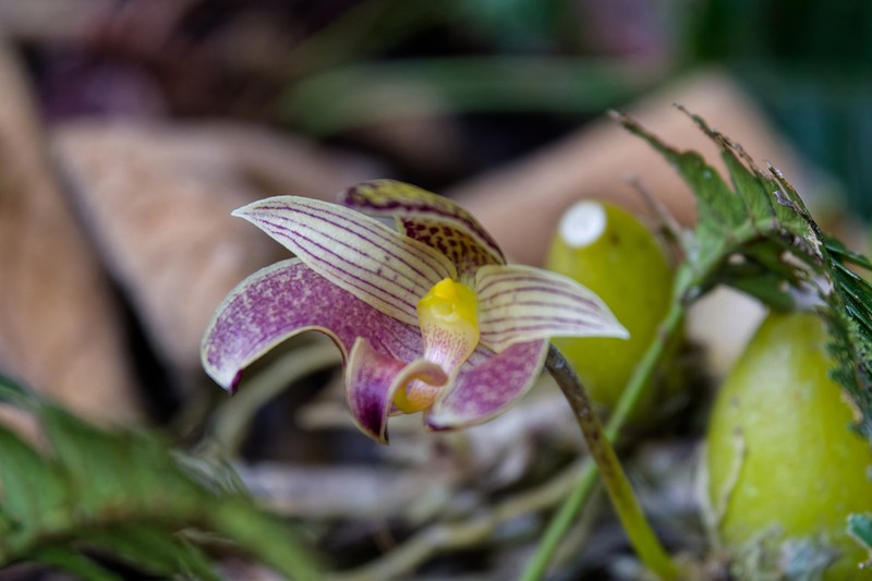 Bulbophyllum lobbii photo 5