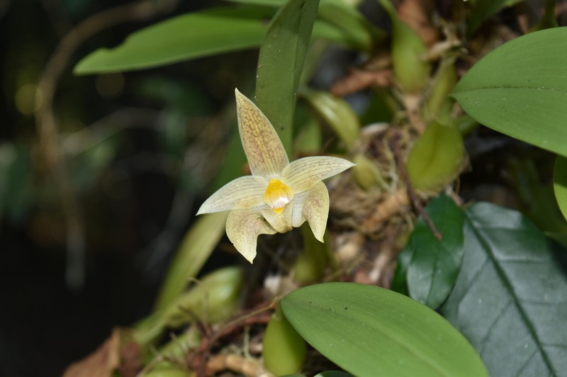 Bulbophyllum lobbii photo 6