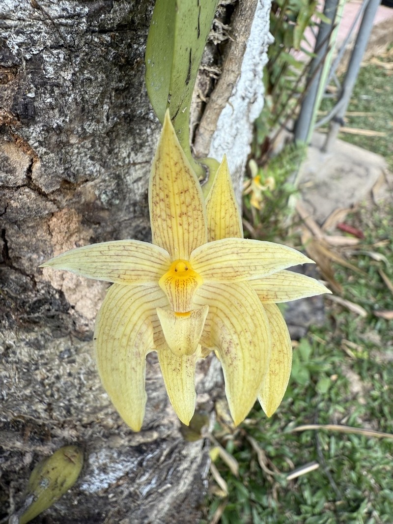 Bulbophyllum lobbii photo 7