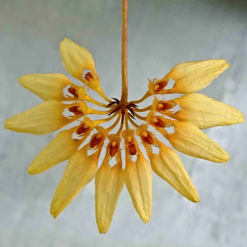 Bulbophyllum loherianum