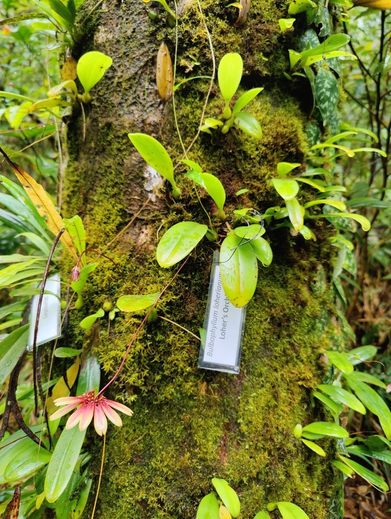 Bulbophyllum loherianum photo 2