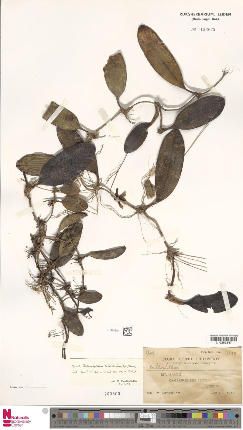 Bulbophyllum loherianum photo 3