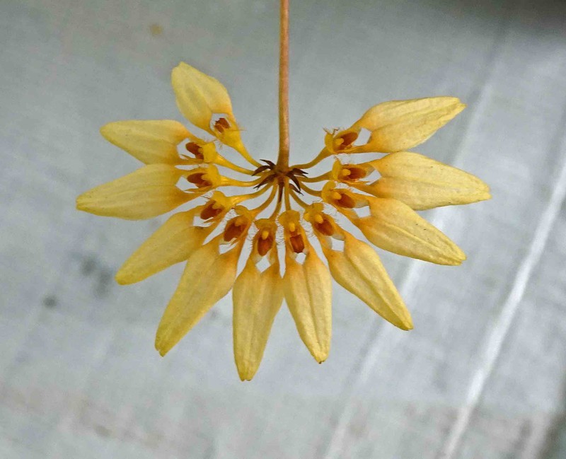 Bulbophyllum loherianum photo 4
