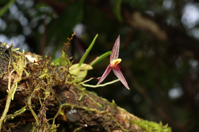 Bulbophyllum lohokii