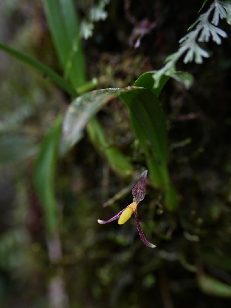Bulbophyllum lohokii photo 3