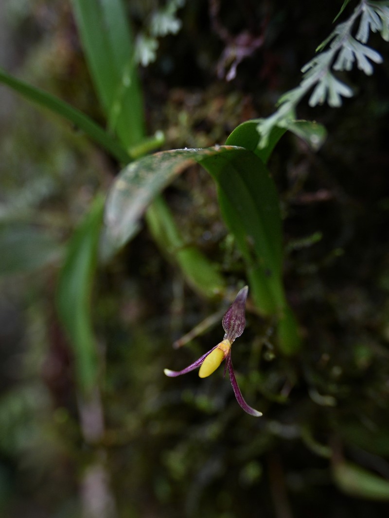 Bulbophyllum lohokii photo 4
