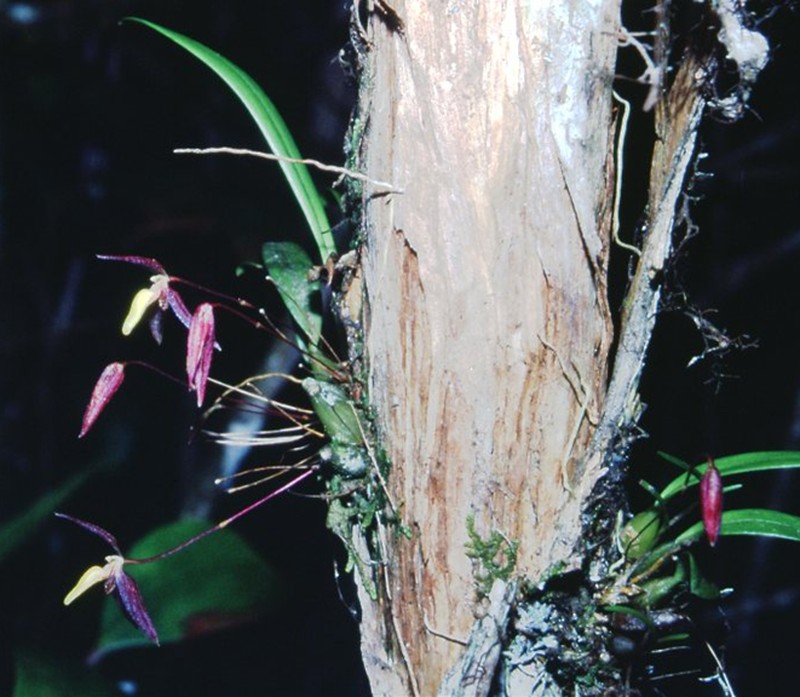 Bulbophyllum lohokii photo 6