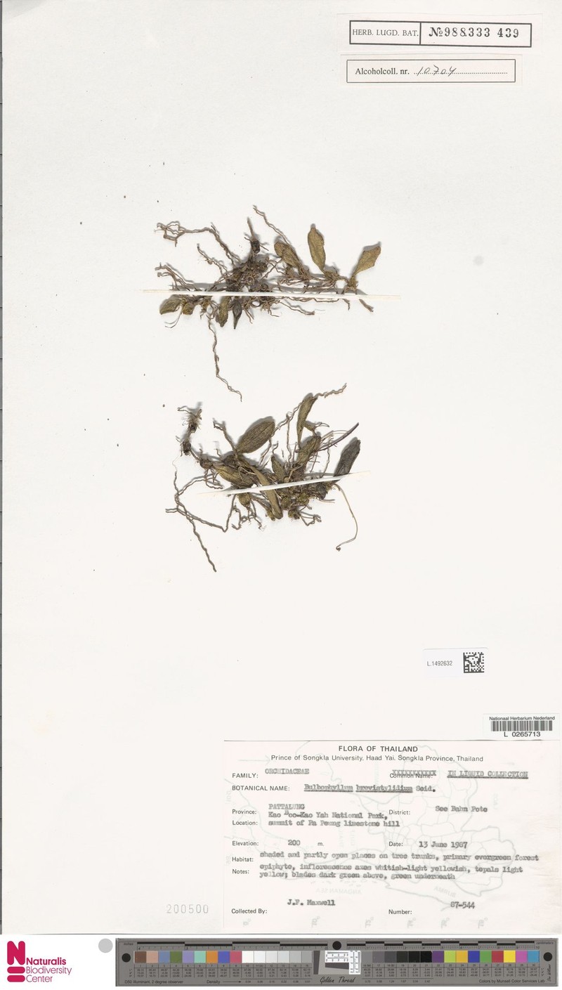 Bulbophyllum longerepens