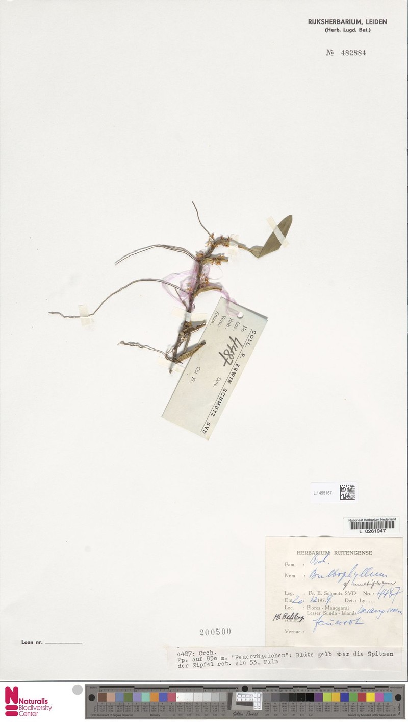 Bulbophyllum longerepens photo 2