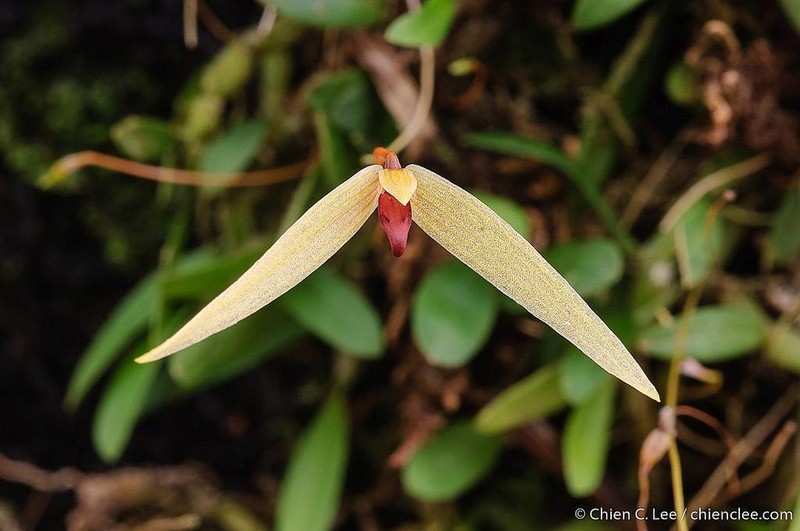 Bulbophyllum longhutense