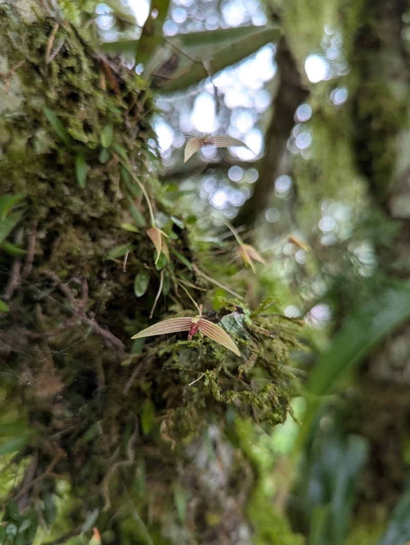 Bulbophyllum longhutense photo 2