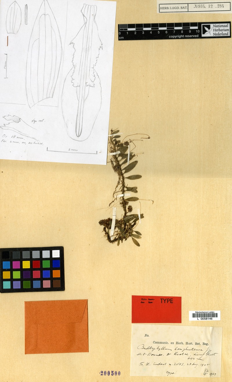 Bulbophyllum longhutense photo 4