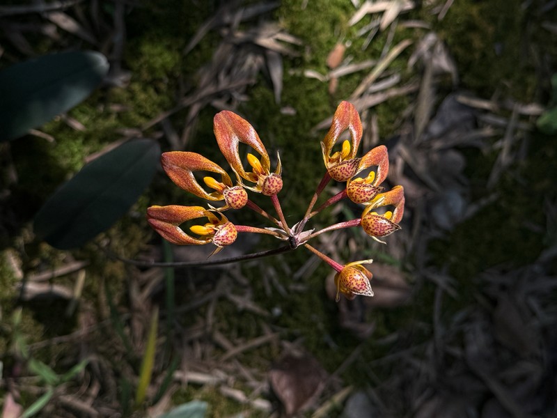 Bulbophyllum longibrachiatum
