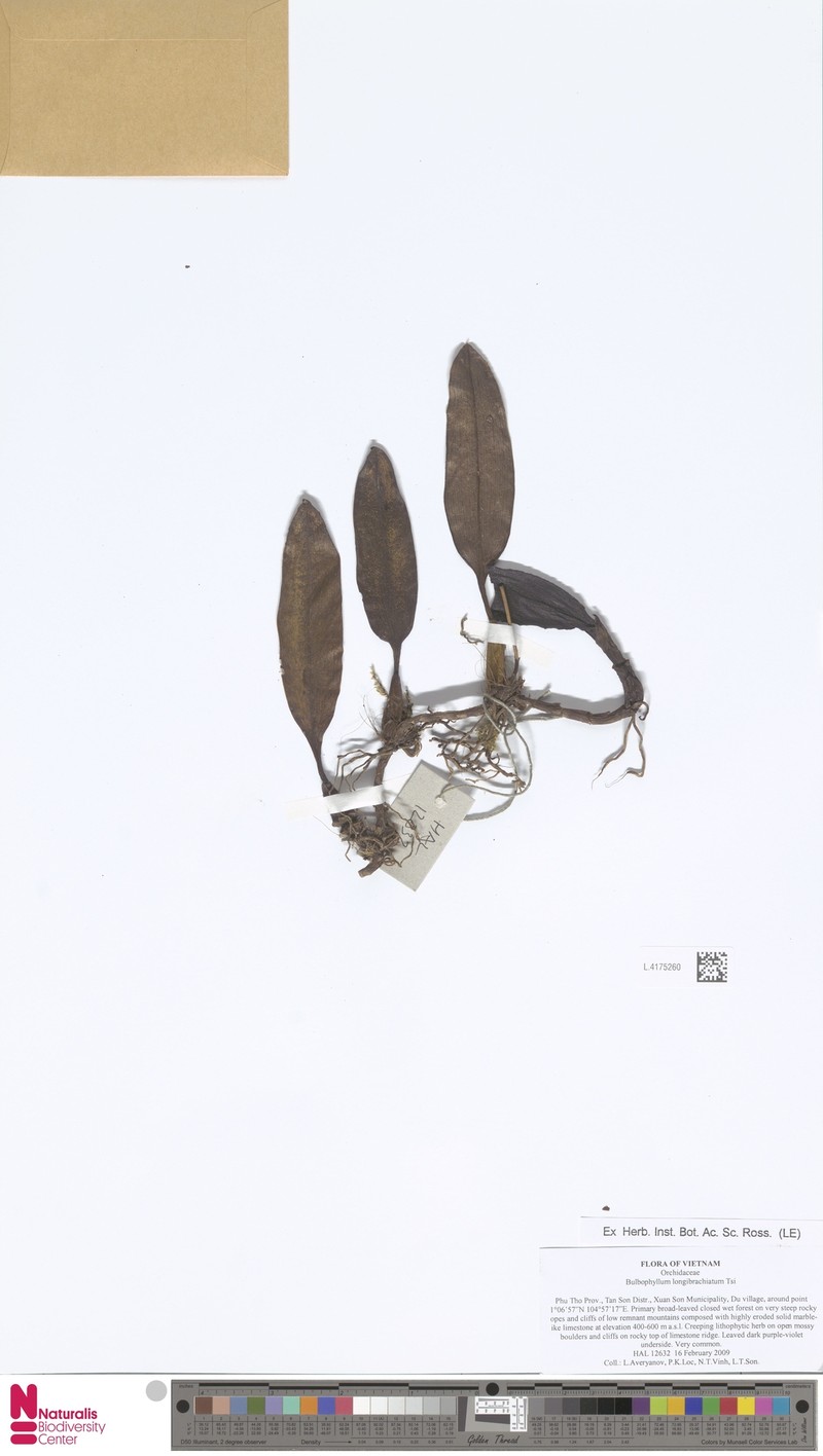 Bulbophyllum longibrachiatum photo 3