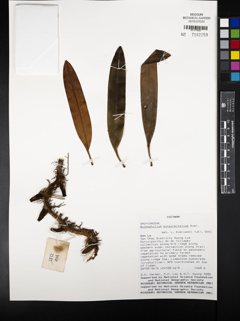 Bulbophyllum longibrachiatum photo 4