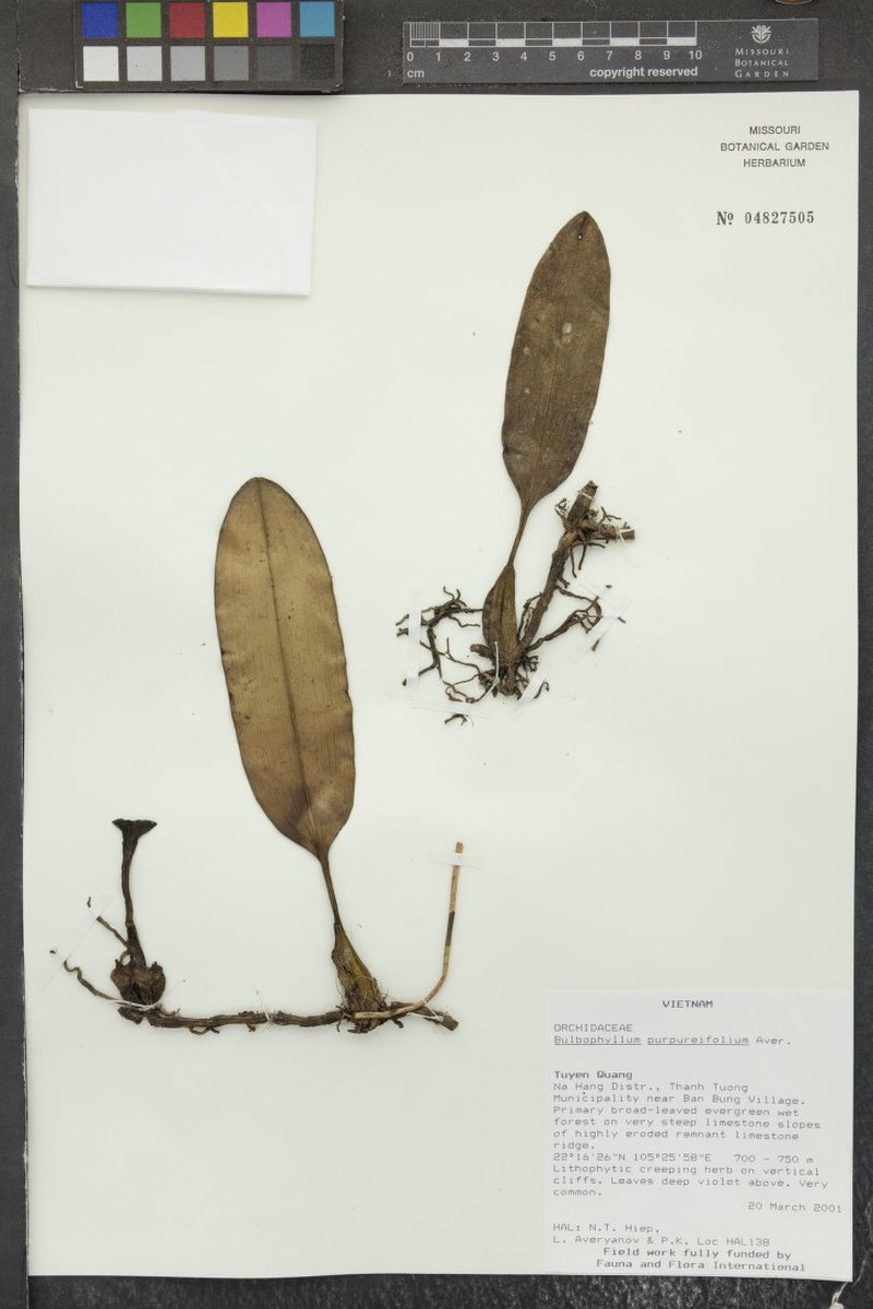 Bulbophyllum longibrachiatum photo 5
