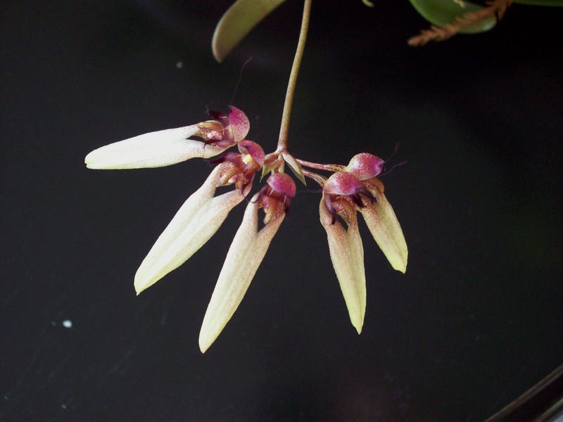 Bulbophyllum longiflorum