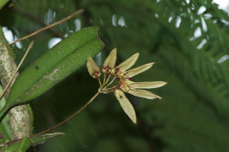 Bulbophyllum longiflorum photo 2