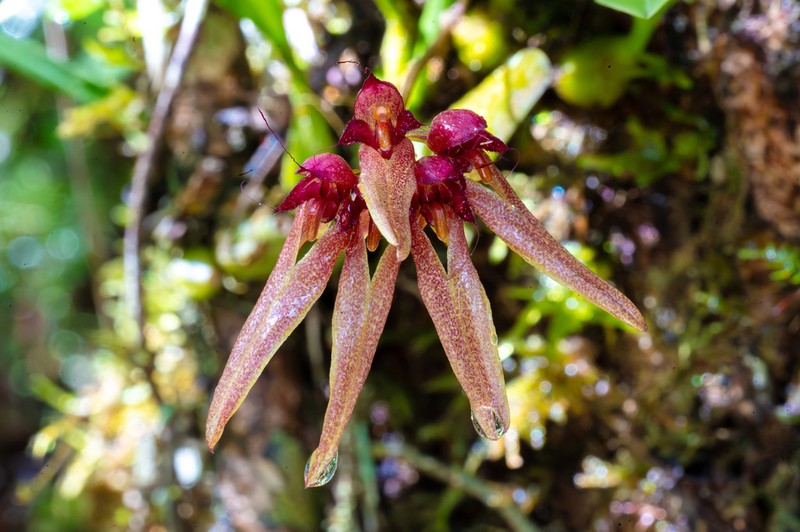 Bulbophyllum longiflorum photo 3