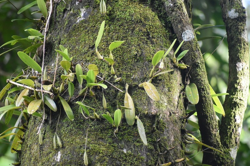 Bulbophyllum longiflorum photo 4