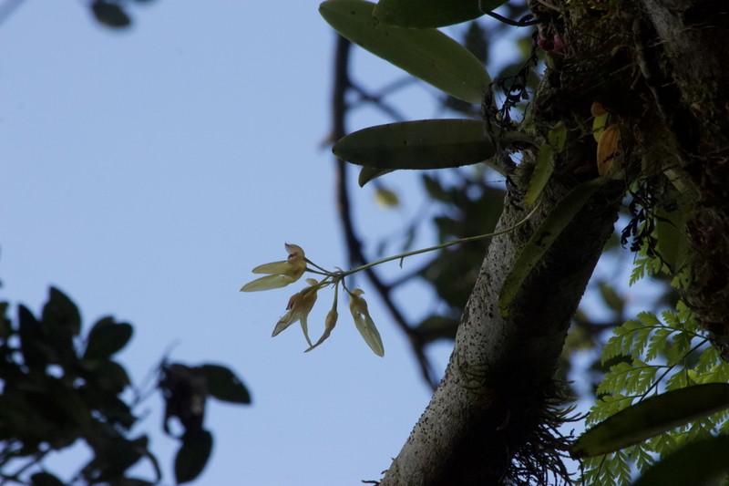 Bulbophyllum longiflorum photo 5