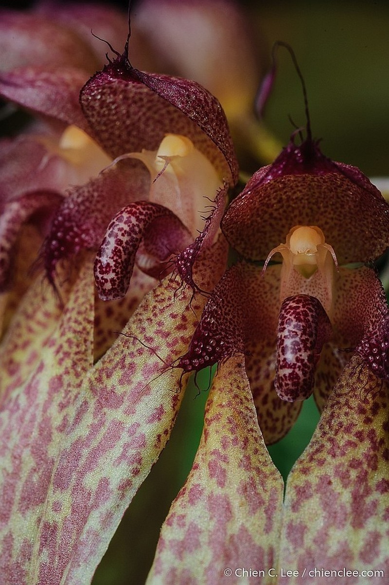 Bulbophyllum longiflorum photo 6