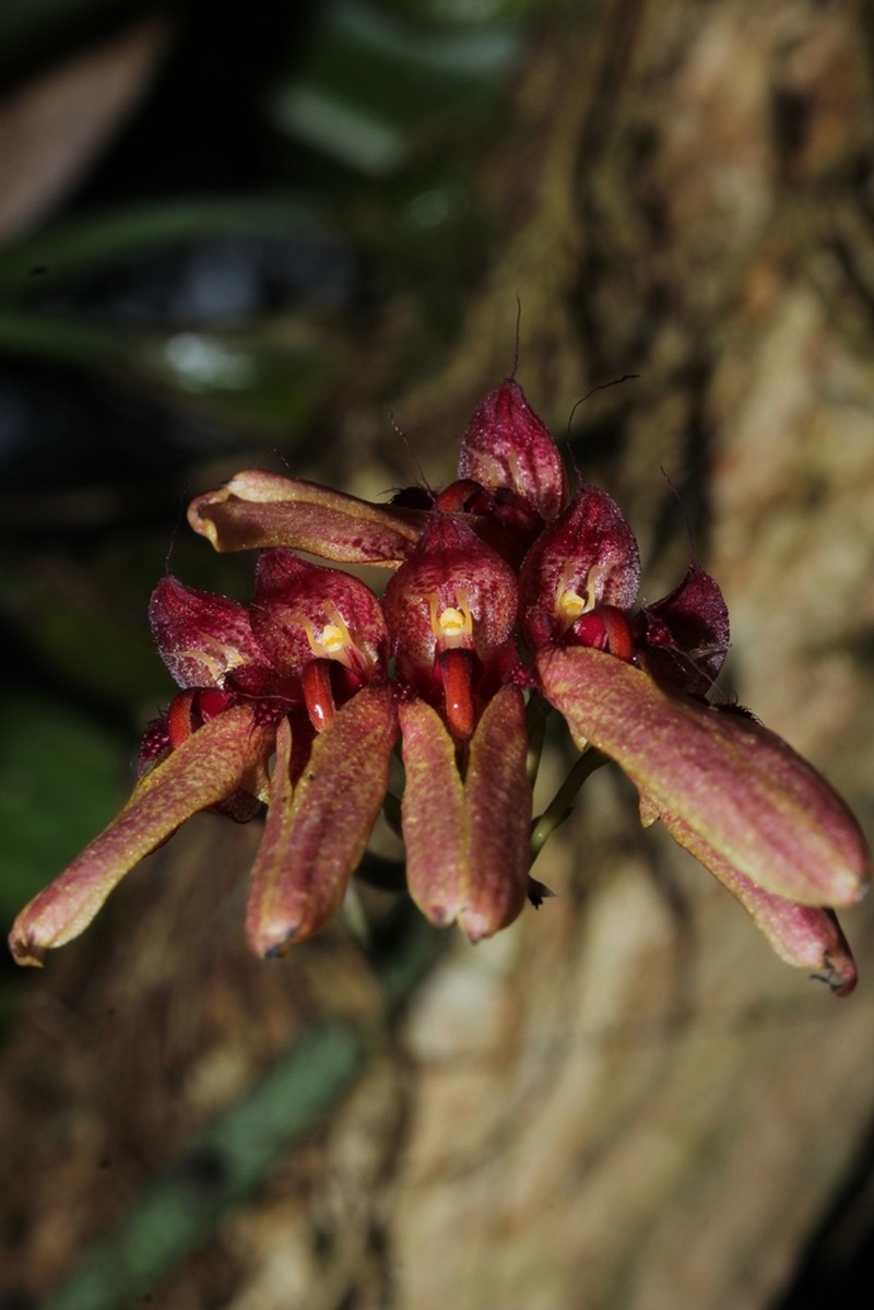 Bulbophyllum longiflorum photo 7