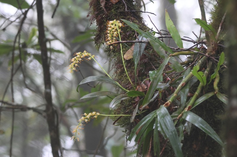 Bulbophyllum longimucronatum