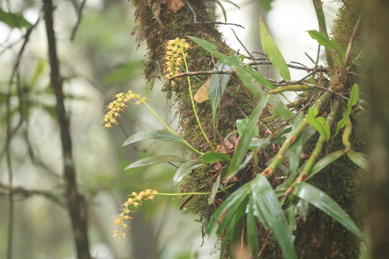 Bulbophyllum longimucronatum photo 2