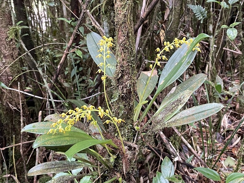 Bulbophyllum longimucronatum photo 3