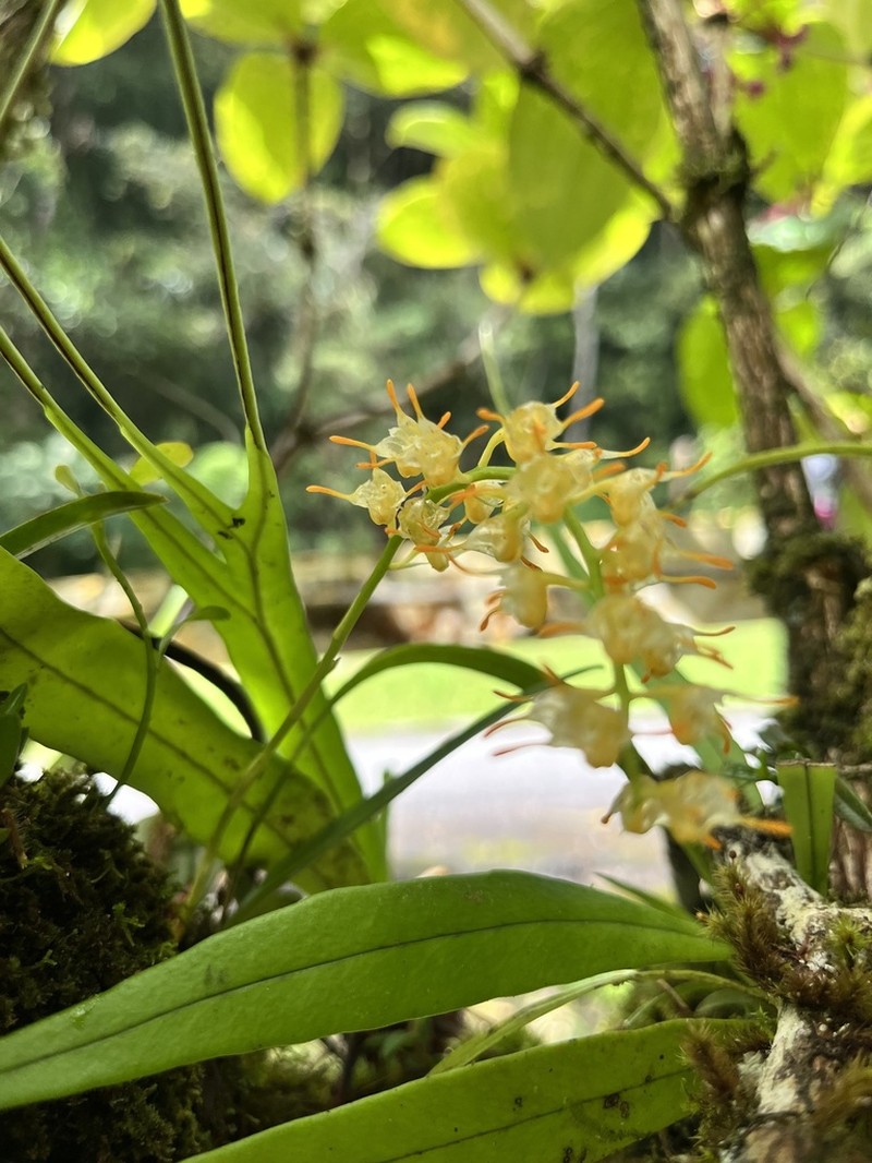 Bulbophyllum longimucronatum photo 4