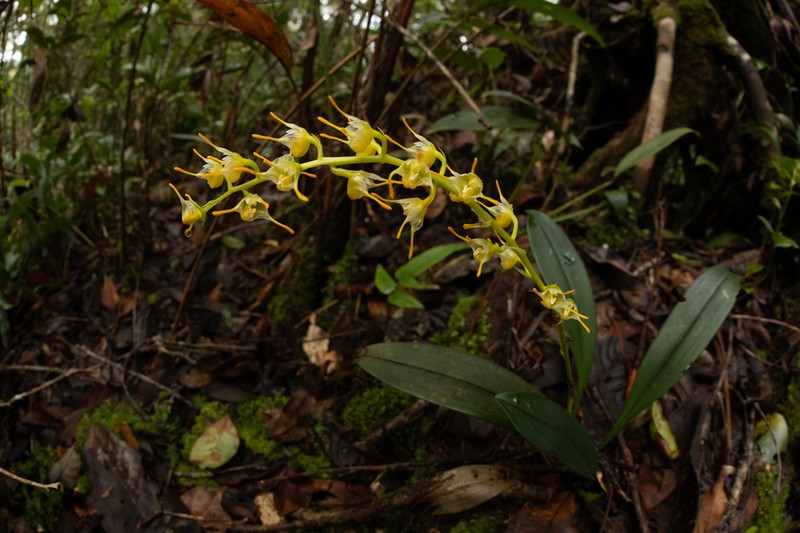 Bulbophyllum longimucronatum photo 5