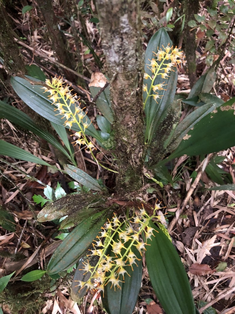 Bulbophyllum longimucronatum photo 7